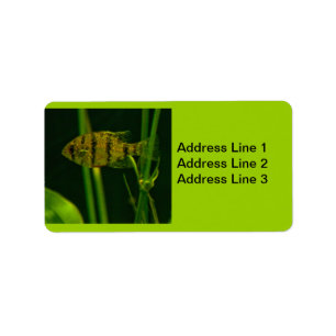 Little Fish Label
