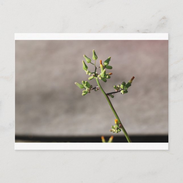 Little Flower Buds Postcard (Front)