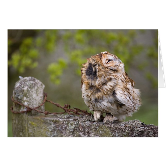 Little Fluff Ball (Front Horizontal)