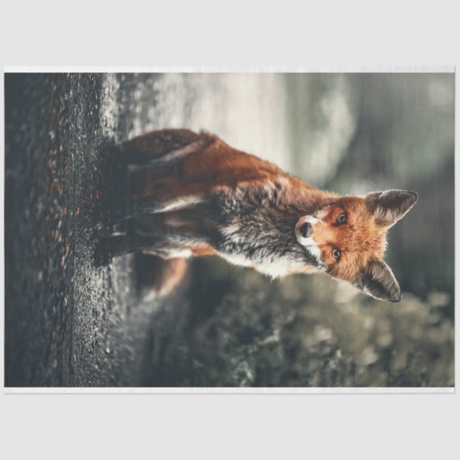 Little fox tissue paper (Front)