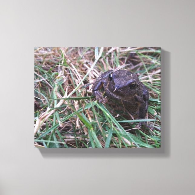 Little frog canvas print (Front)