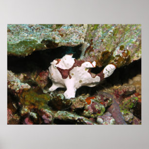 Little Frogfish Poster