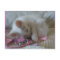 Little Girl Kitty Postcard #2