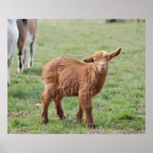 Little Goat ~ Zickleine Zip Poster