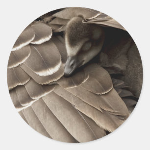 Little Gosling Under Mom's Wing Classic Round Sticker