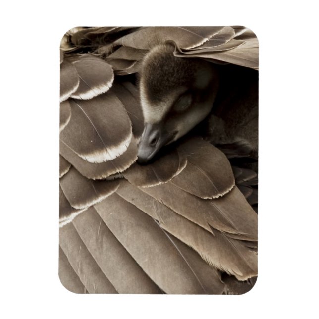 Little Gosling Under Mom's Wing Magnet (Vertical)