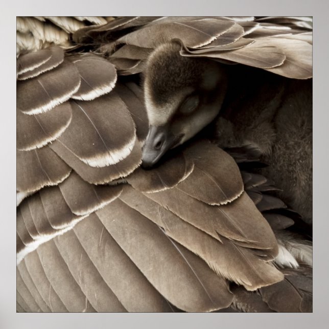 Little Gosling Under Mom's Wing Poster (Front)