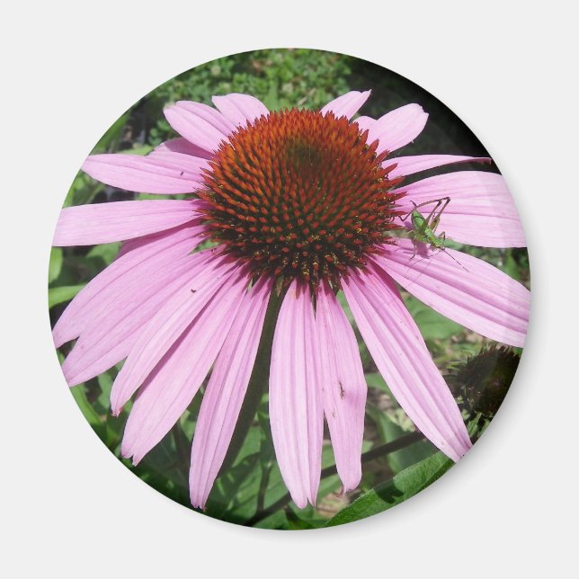 Little Grasshopper on a Purple Flower Magnet (Front)