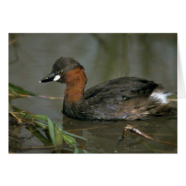 Little Grebe (Devant horizontal)