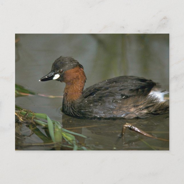 Little Grebe Postcard (Front)