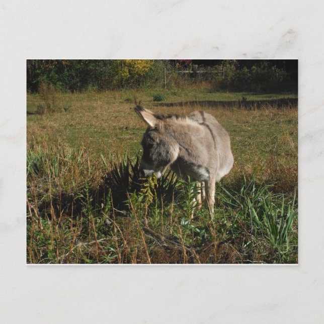 Little grey Donkey w / wildflowers Postcard (Front)