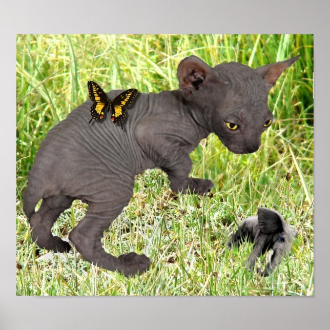 little grey sphynx kitten sees an elephant poster (Front)
