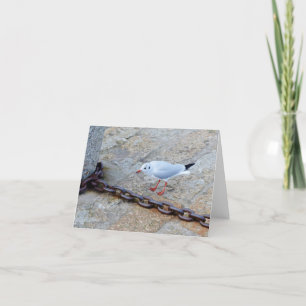 Little Gull Big Chain St Ives Cornwall England Card