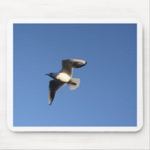 Little Gull