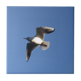 Little Gull Tile
