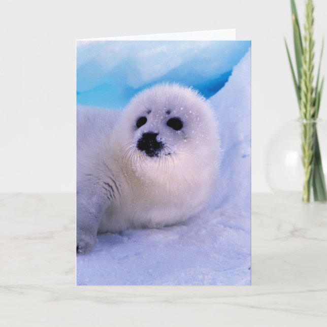 Little Harp Seal Pup Covered in Snowflakes Card (Front)