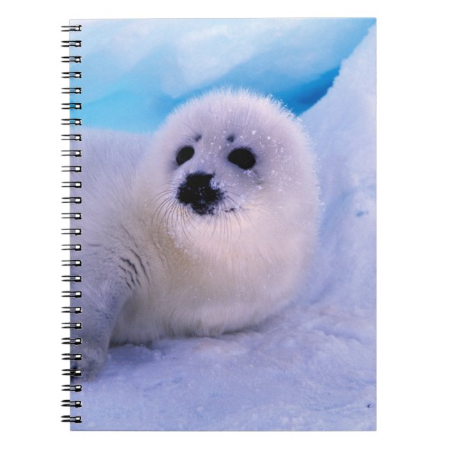 Little Harp Seal Pup Covered in Snowflakes Notebook (Front)