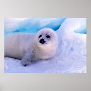 Little Harp Seal Pup Covered in Snowflakes Poster