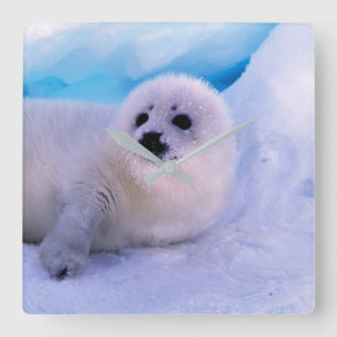 Little Harp Seal Pup Covered in Snowflakes Square Wall Clock