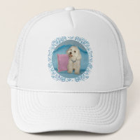 Little Havanese on Turquoise Sofa