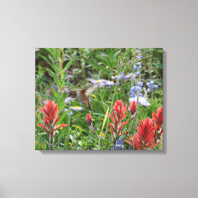little Hummingbird Canvas Print (Front)