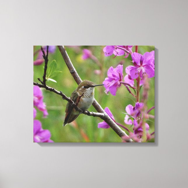 little Hummingbird Canvas Print (Front)