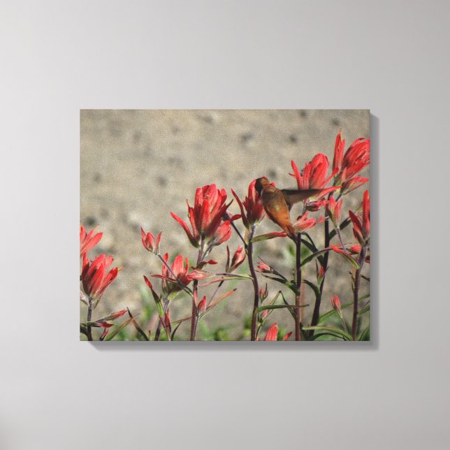 little Hummingbird Canvas Print (Front)
