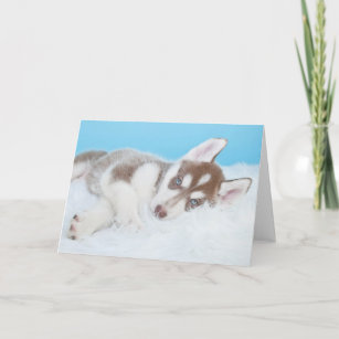 Little Husky Puppy Laying on a Blanket Card