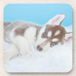 Little Husky Puppy Laying on a Blanket Coaster