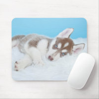 Little Husky Puppy Laying on a Blanket