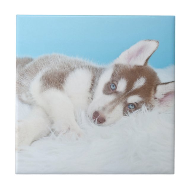 Little Husky Puppy Laying on a Blanket Tile (Front)