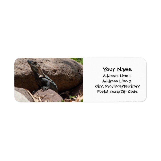 Little Iguana on the Rocks (Front)