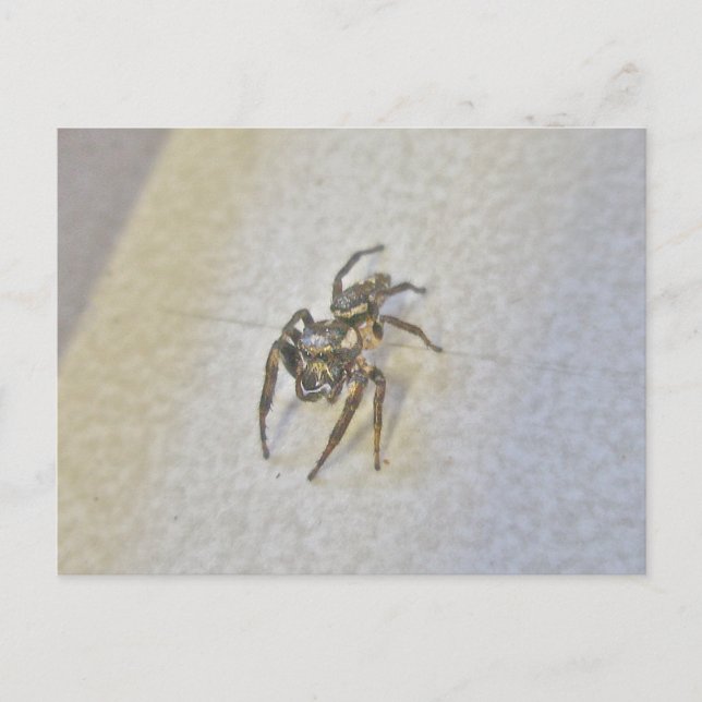 Little Jumping Spider Postcard (Front)