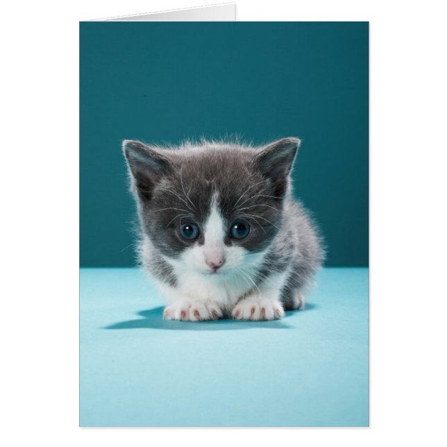 Little Kitten (Front)