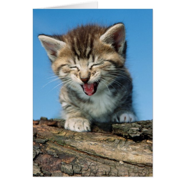 Little Kitten in a Tree (Front)