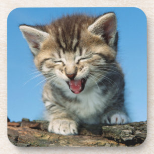 Little Kitten in a Tree Coaster