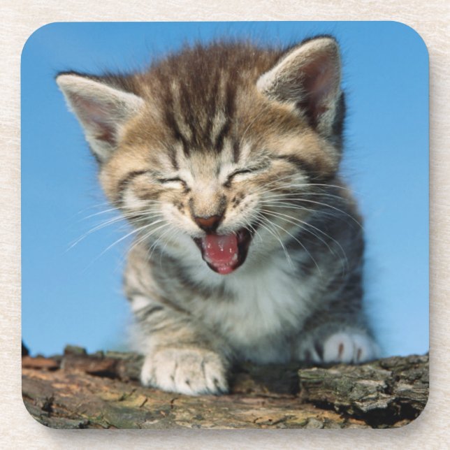 Little Kitten in a Tree Coaster (Front)