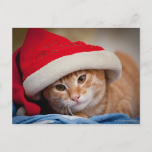 Little Kitten in Red Christmas Hat Holiday Postcard