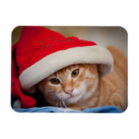 Little Kitten in Red Christmas Hat