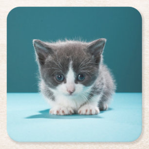 Little Kitten Square Paper Coaster