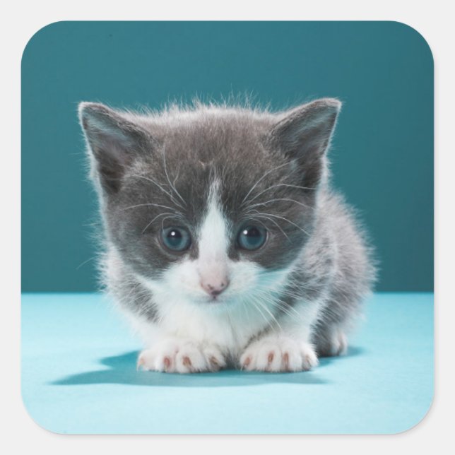 Little Kitten Square Sticker (Front)