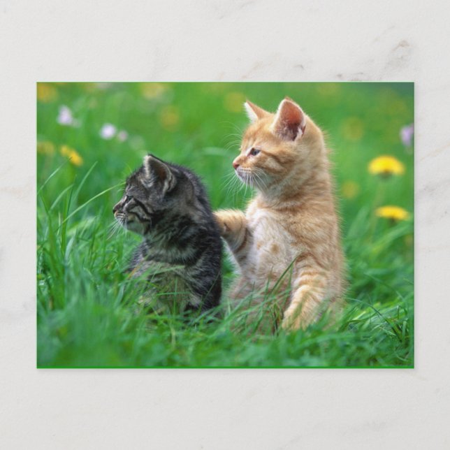 little_kittens (26) pets baby cats adorable fuzzy postcard (Front)