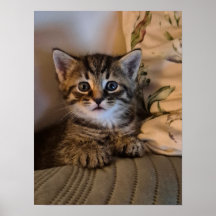 Little kitty