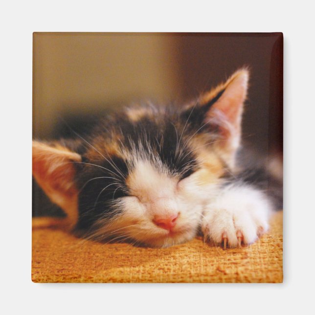 Little Kitty Sleeping Magnet (Front)