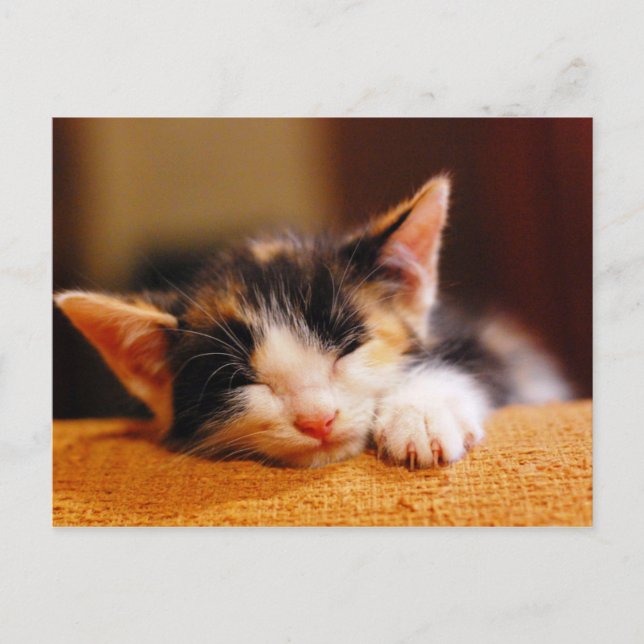 Little Kitty Sleeping Postcard (Front)