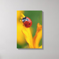 Little Lady on a Flower