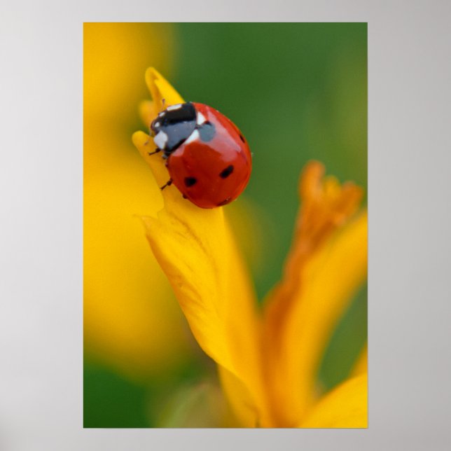Little Lady on a Flower Poster (Front)