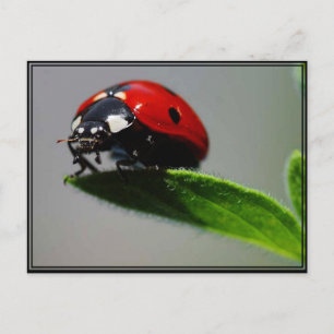 Little Ladybug Postcard