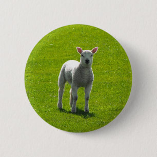 Little Lamb 2 Inch Round Button