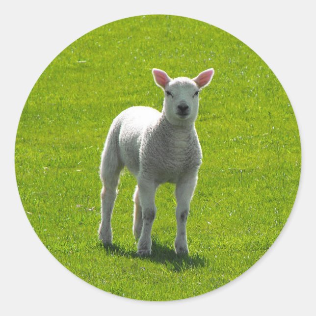 Little Lamb Classic Round Sticker (Front)